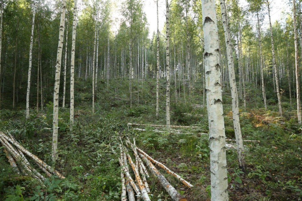 EnergiapuuKoivikkoKorjattuna