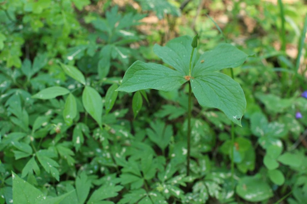 Sudenmarja_Paris_quadrifolia