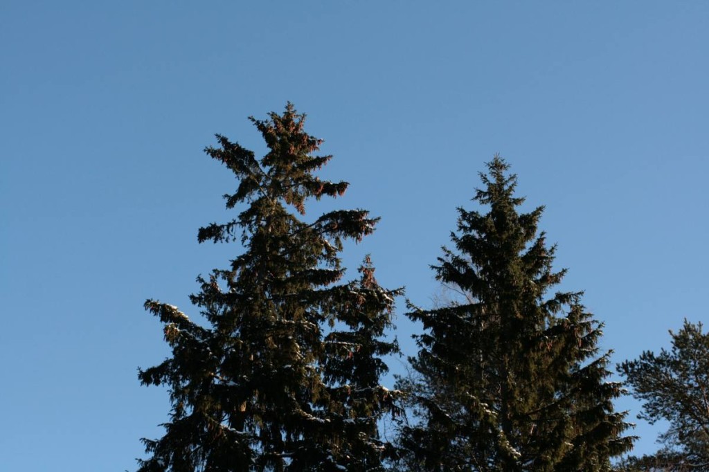 Männyn ja kuusen käpyjen kerääminen | Puuntuottaja – raha on paras ...