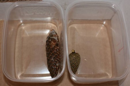 Männyn ja kuusen käpyjen kerääminen | Puuntuottaja – raha on paras ...